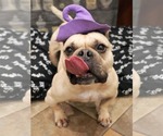 Small #1 Free-Lance Bulldog