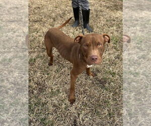 Mutt Dogs for adoption in Evansville, IN, USA