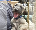Puppy Puppy 3 Irish Wolfhound