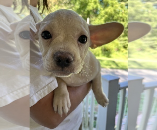 Medium Photo #2 French Bullhuahua Puppy For Sale in SPRAGGS, PA, USA