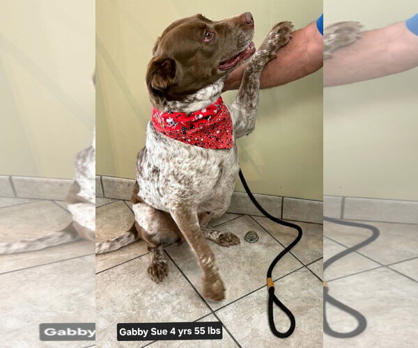 Medium Photo #3 Brittany-German Shorthaired Pointer Mix Puppy For Sale in Curwensville, PA, USA