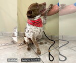 Small #2 Brittany-German Shorthaired Pointer Mix