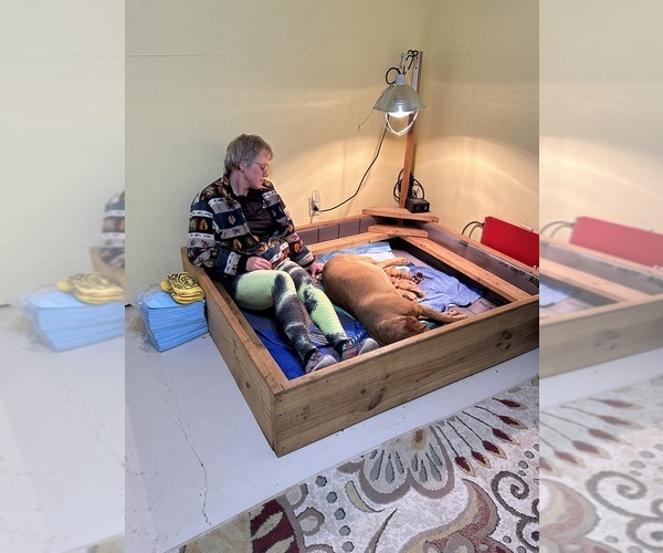 Medium Photo #3 Labrador Retriever Puppy For Sale in BLUFF DALE, TX, USA