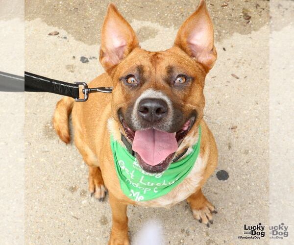 Medium Photo #13 Retriever -Unknown Mix Puppy For Sale in Washington, DC, USA