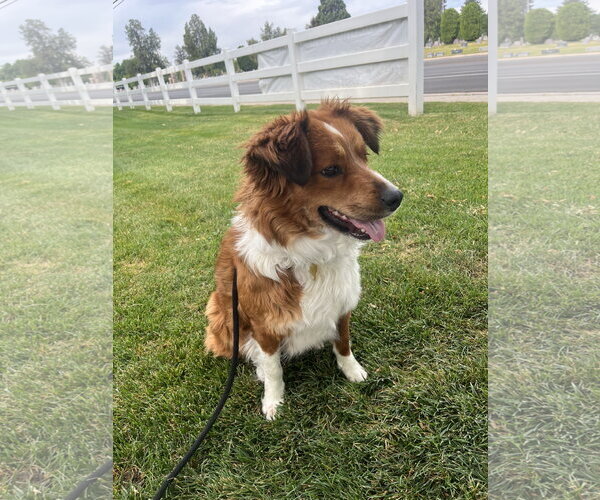 Medium Photo #8 Border Collie-Unknown Mix Puppy For Sale in Sandy, UT, USA