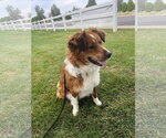 Small #7 Border Collie Mix