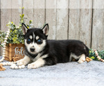 Puppy Magnolia Siberian Husky