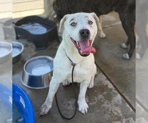 Mutt Dogs for adoption in Modesto, CA, USA