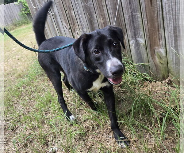 Medium Photo #1 Mutt Puppy For Sale in Jackson, MS, USA