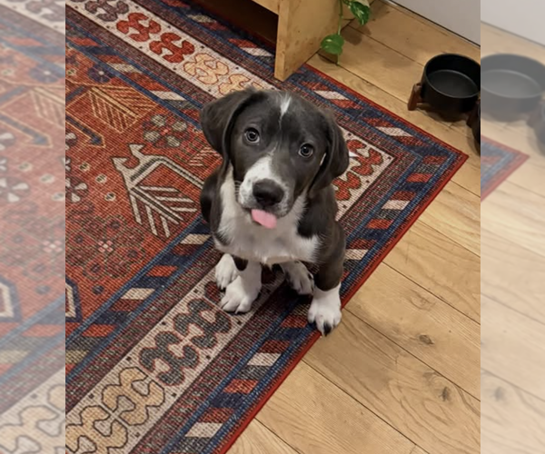 Medium Photo #12 Mutt Puppy For Sale in Brooklyn, NY, USA