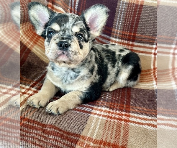 Medium Photo #1 French Bulldog Puppy For Sale in NEWTON, NJ, USA