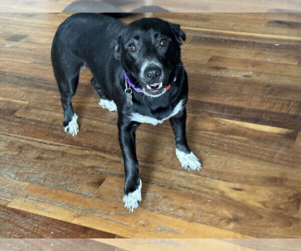 Medium Photo #2 Dachshund Puppy For Sale in Holly Springs, NC, USA