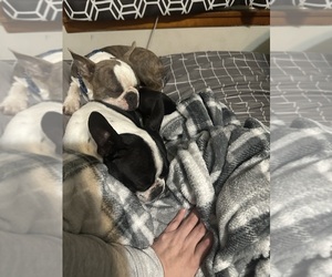 Father of the Boston Terrier puppies born on 04/20/2025