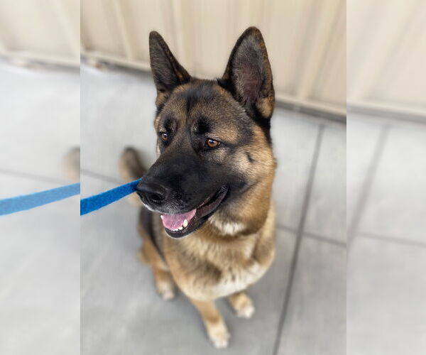 Medium Photo #2 German Shepherd Dog Puppy For Sale in Salinas, CA, USA