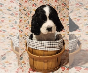 English Springer Spaniel Puppy for sale in WEST FULTON, NY, USA
