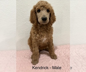 Medium Poodle (Standard)