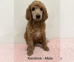Puppy Kendrick Poodle (Standard)