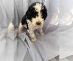 Puppy 9 Goldendoodle
