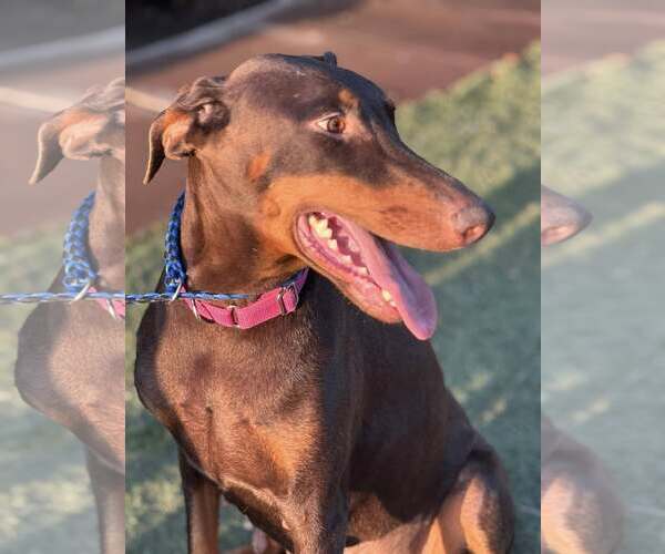 Medium Photo #2 Doberman Pinscher Puppy For Sale in Turlock, CA, USA