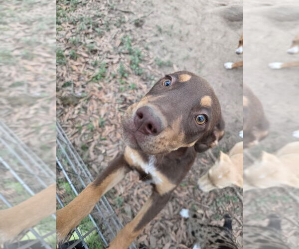 Medium Photo #7 Labrador Retriever-Unknown Mix Puppy For Sale in Brewster, NY, USA