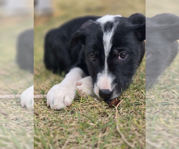 Medium Photo #2 Border Collie-Unknown Mix Puppy For Sale in Chinook, MT, USA