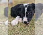 Small #1 Border Collie Mix