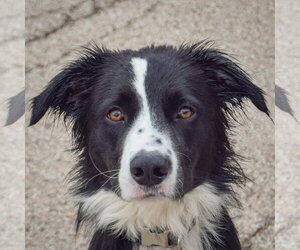 Ozzie - Male Border Collie-Unknown Mix Dog for Adoption - Photo #5