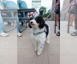 Small #3 Poodle (Miniature)