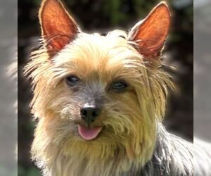 Mutt Dogs for adoption in Arlington, VA, USA