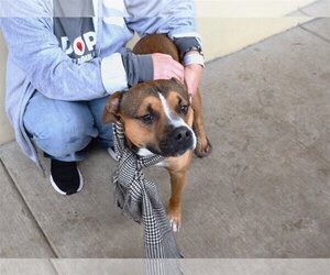 American Staffordshire Terrier-Rottweiler Mix Dogs for adoption in McKinney, TX, USA
