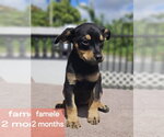 Egg - Female Chipin Dog for Adoption - Small photo
