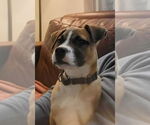 Small #1 Labrador Retriever Mix