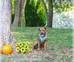 Small #5 Mutt