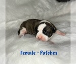 Small Photo #2 American Staffordshire Terrier-Boxer Mix Puppy For Sale in SCOBEY, MS, USA
