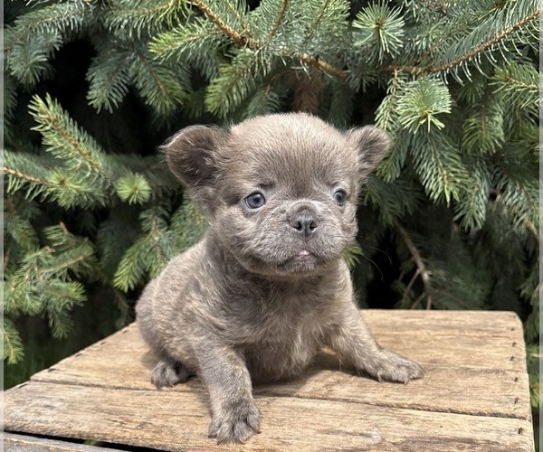 Medium Photo #3 French Bulldog Puppy For Sale in MIDDLEBURY, IN, USA