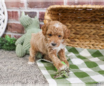 Small #11 Poodle (Miniature)