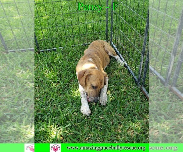 Medium Photo #7 Australian Shepherd-Beagle Mix Puppy For Sale in Pensacola, FL, USA