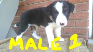 Border Collie Puppy for sale in FALLS OF ROUGH, KY, USA