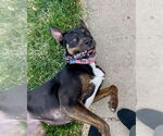 Small #2 Australian Kelpie Mix