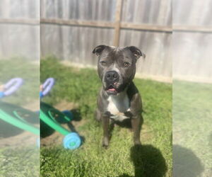American Staffordshire Terrier Dogs for adoption in Rosenberg, TX, USA