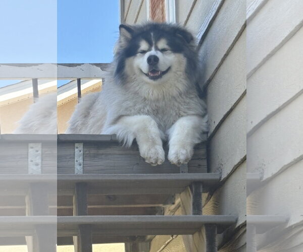 Medium Photo #1 Alaskan Malamute-Unknown Mix Puppy For Sale in Fort Collins, CO, USA