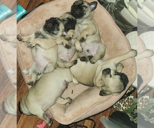Pug Puppy for sale in ROCKWALL, TX, USA