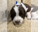Small Photo #19 English Springer Spaniel Puppy For Sale in JEANNETTE, PA, USA