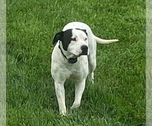 Mother of the American Bulldog puppies born on 07/23/2022