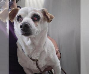 Rat-Cha Dogs for adoption in Denver, CO, USA