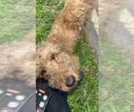 Small Poodle (Standard)