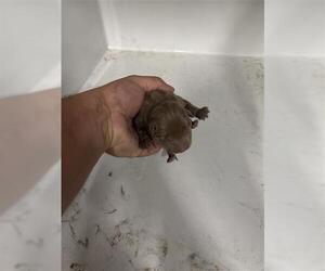 Mutt Dogs for adoption in Houston, TX, USA