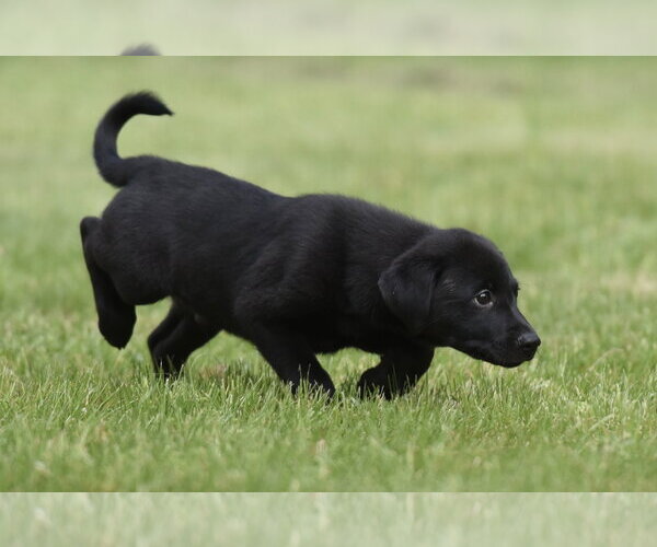 Medium Photo #4 Borador Puppy For Sale in Mechanicsburg, PA, USA