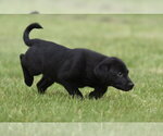 Small #3 Borador