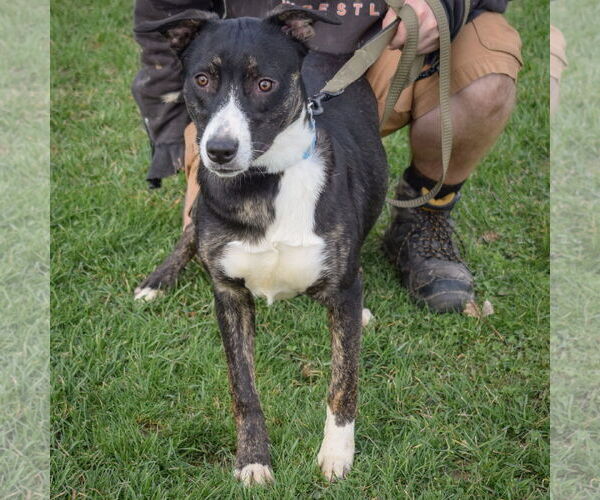 Medium Photo #3 Boxer-Dutch Shepherd  Mix Puppy For Sale in Huntley, IL, USA